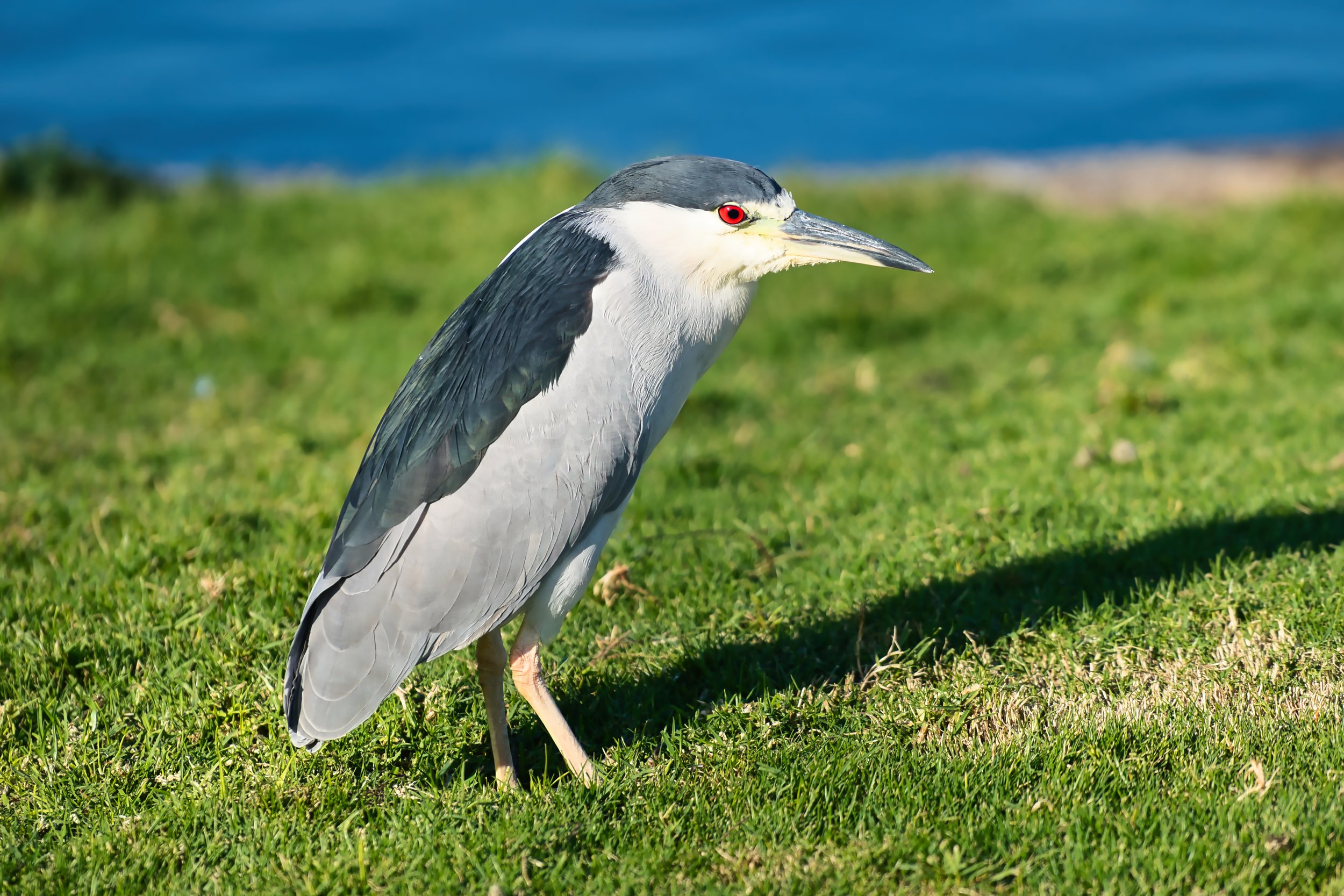 Black-capped Night Heron; November 2025