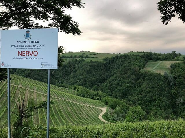 Il cru nervo, one of my favorite vineyard in Treiso!
I love this vineyard 😍