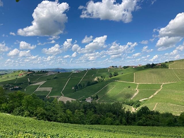 Pajor&egrave; vineyard... 19june2020 ... beautiful day