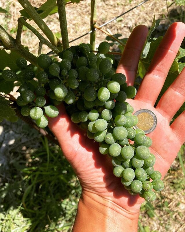 Nebbiolo grape in Pajor&egrave; vineyard!
23 june 2020. #pajore #rizzi #barbaresco