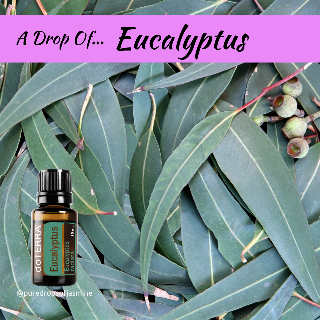 A Drop of... Eucalyptus