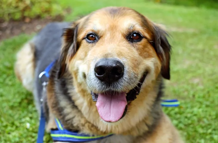 Cat &amp; Dog Supplies within the Pets category on eBay.com