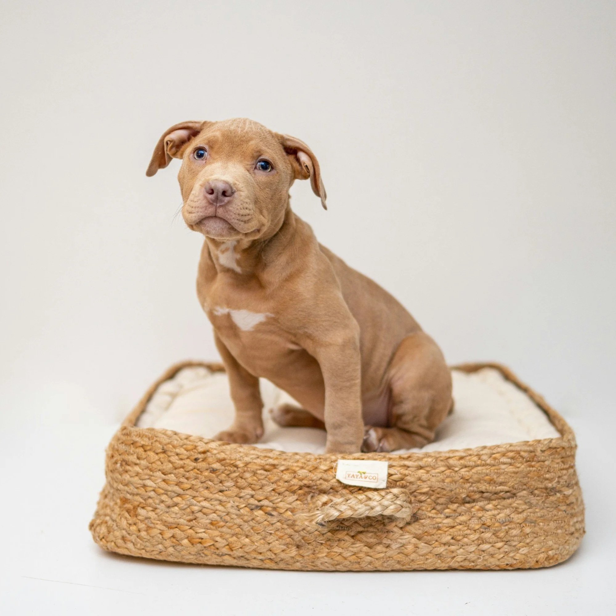 Premium Dog Beds With These Features Are Where Profits Are High And Competition Low