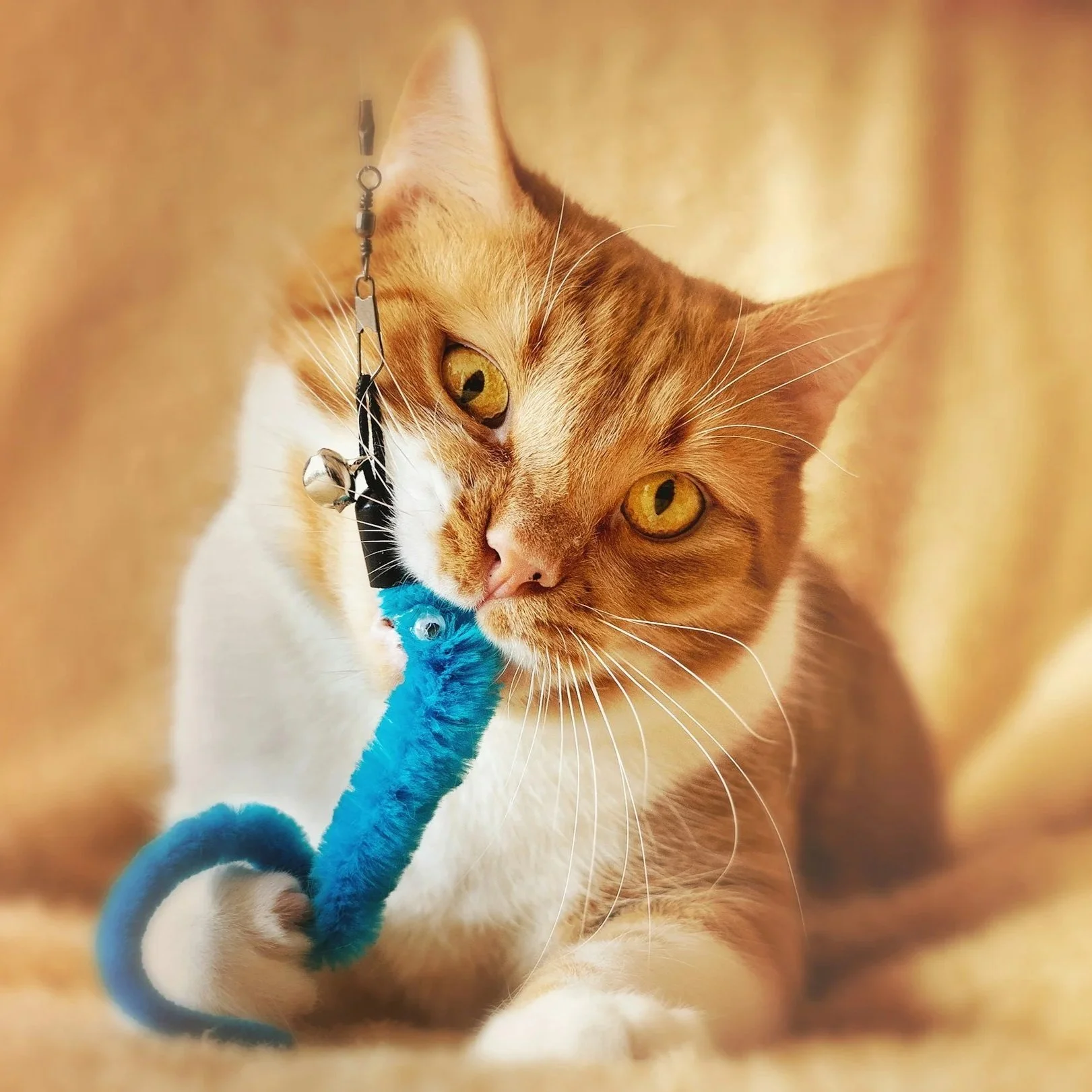 Cat Toys: Replaceability, Catnip Alternatives And Non-Novelty Solutions Win The Buyer Wallet