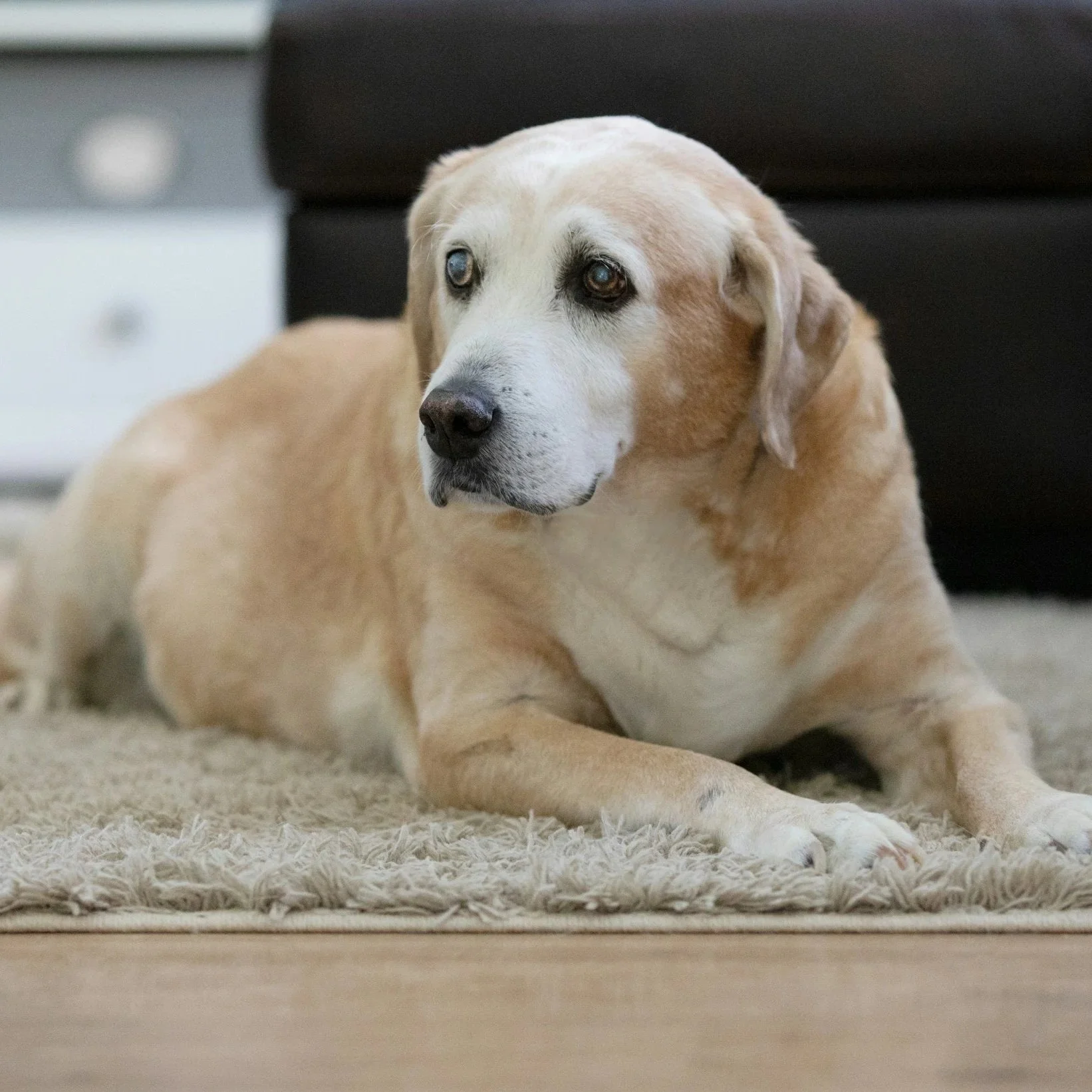 Is the Ageing Dog the Most Overlooked Customer in Pet Ecommerce?