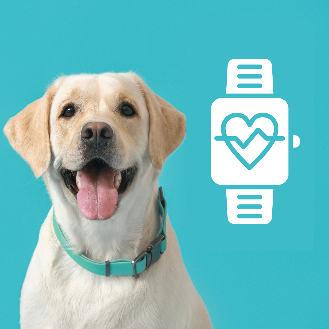 Pet Health Monitors: Solving Pet Owners Fur Baby Anxiety Unlocks a $3.6B Market Opportunity
