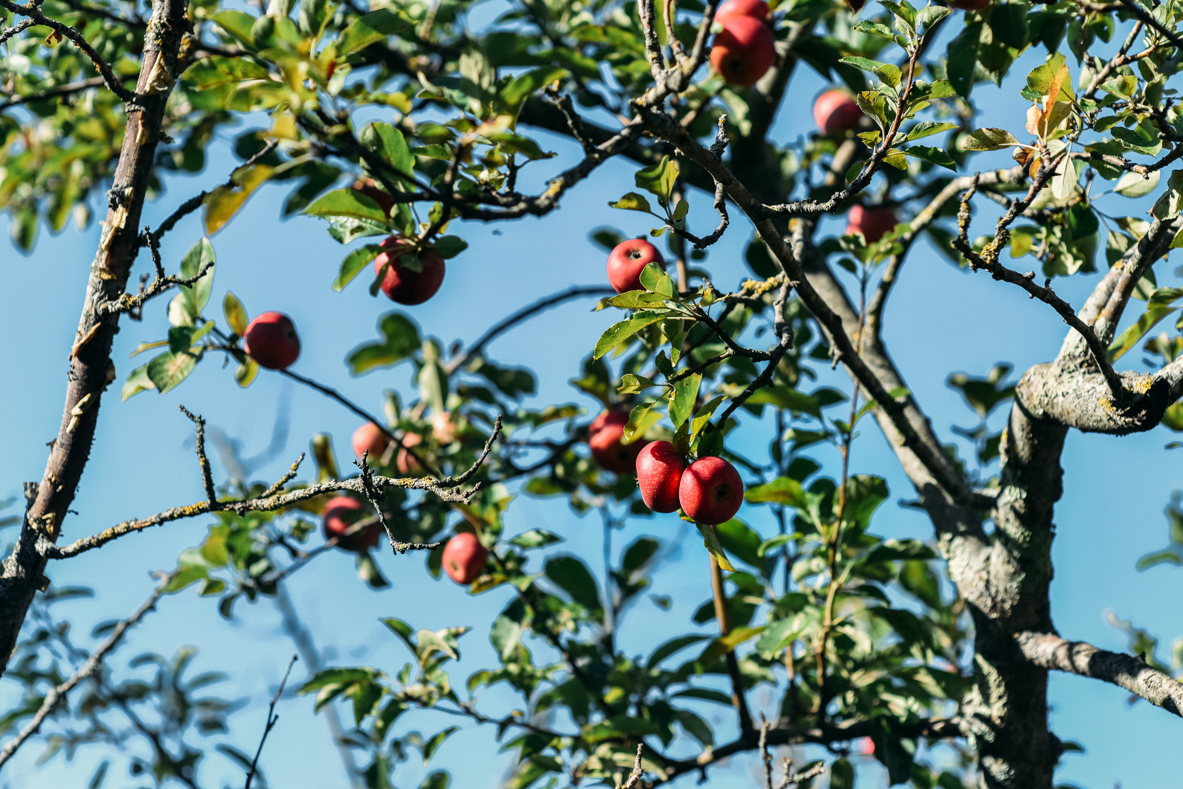 Picking apples, grape-12.jpg