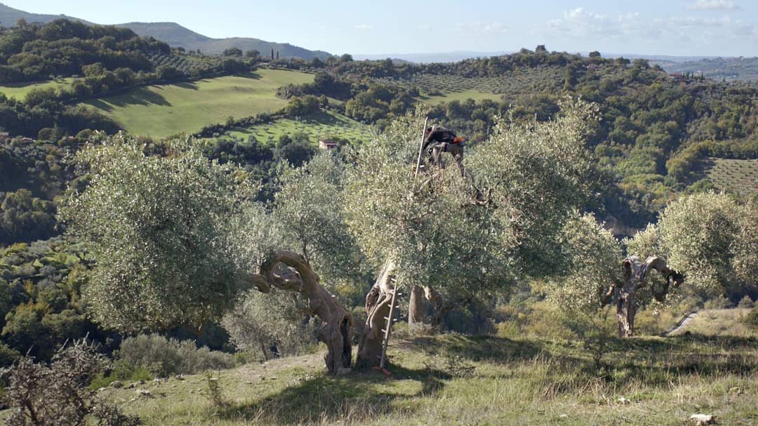 We are in the middle of the olive harvest (and it is a good one). Last year in Autumn director Alex Koryakin and cinematographer Johannes Thieme filmed the majestic olive trees and today is the release day of their short film. You find the link in bi