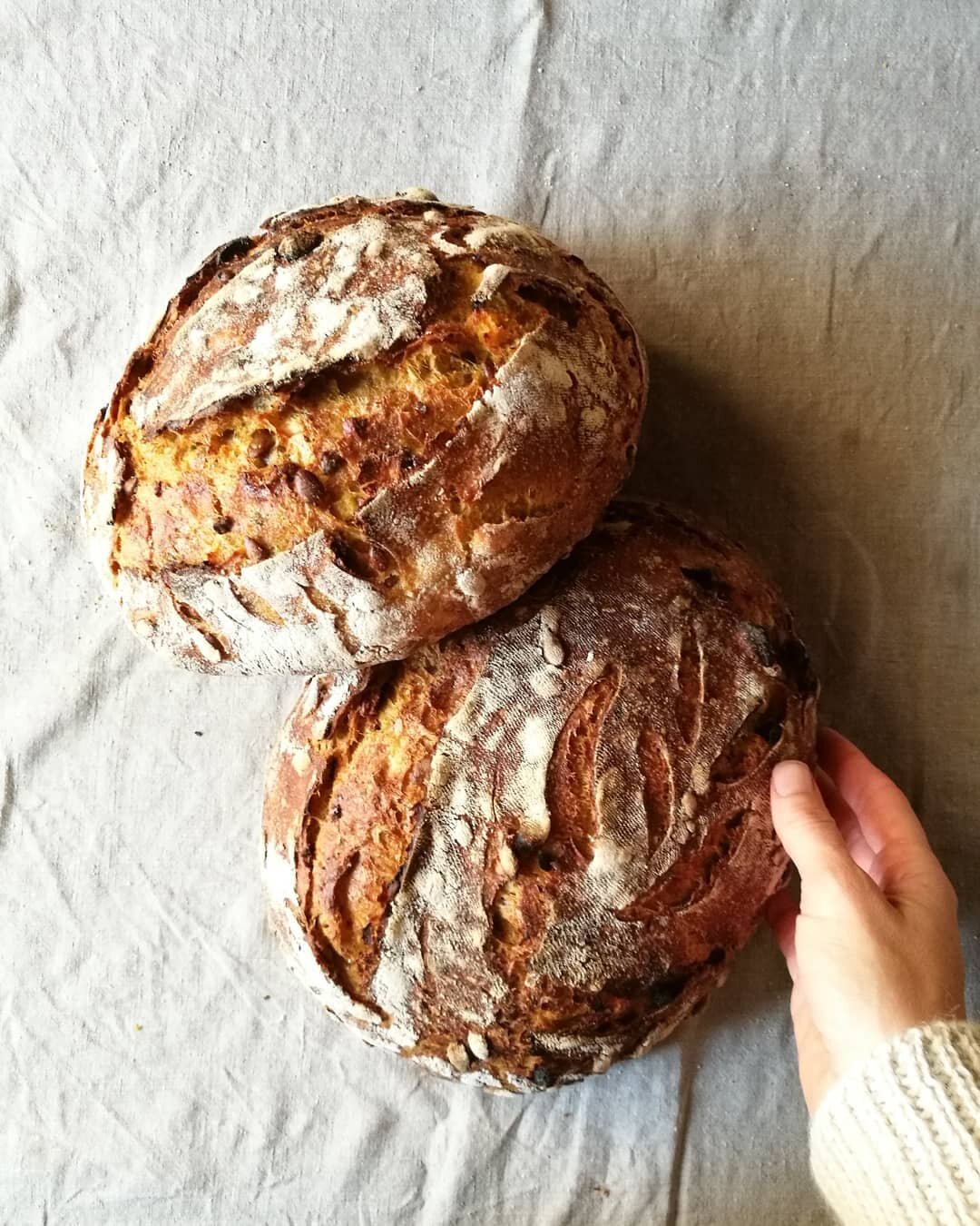 Autumn is here. We started picking olives and squash and pumpkins are on the menu these days. Perfect timing to have a go at @vanessakimbell 's pumpkin, raisin and polenta sourdough loaf. It was a joy to bake and eat! Swipe to see the colour inside. 