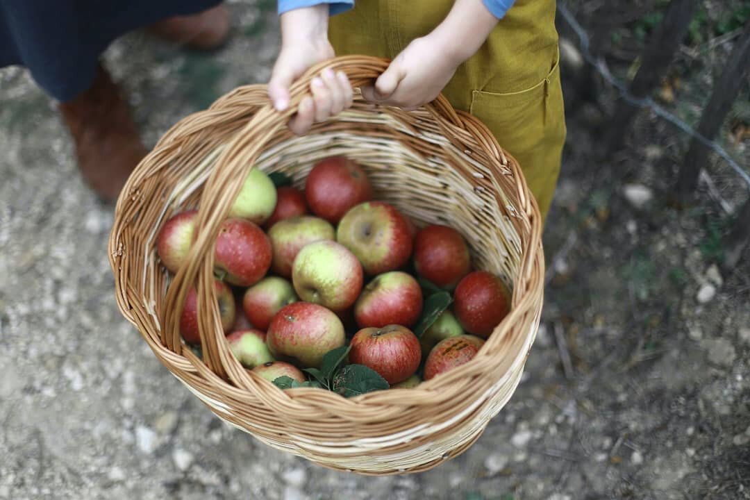 A promise of dried apples, apple sauce, apple pie and apple tart.
.
.
.
📷 @liekeromeijn 
.
.
.
#agriturismo #lemolesulfarfa #alesshurriedlife #slowlivingthroughtheseasons #gardentotable #eatwhatyougrow #gardengathered #regenerativeagriculture #eatwh