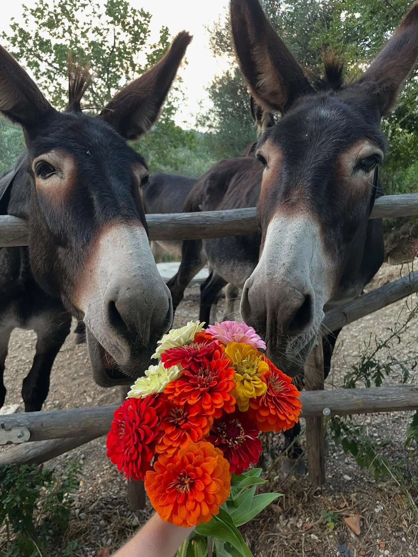 August greetings from Mompeo!
Portrait of Sabina and Siria with zinnia&rsquo;s from the garden. 💐☀️