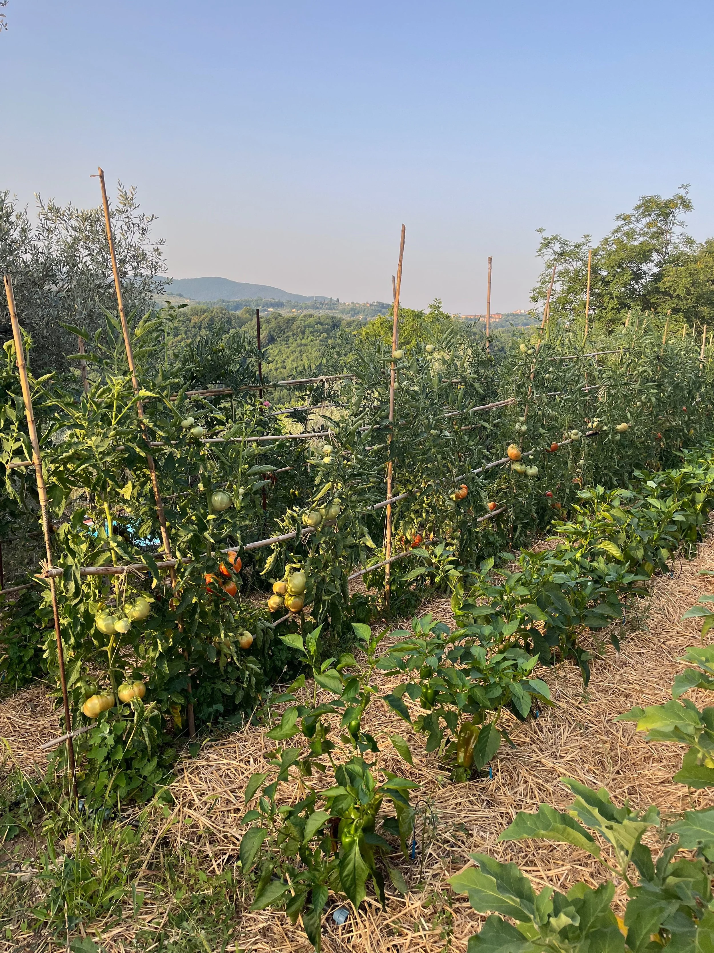 Such an abundance from the vegetable garden this year, despite the hot Summer. We&rsquo;ve been eating big, juicy tomatoes every day, loads of zucchini, aubergines, basil,&hellip; A joy to cook with!