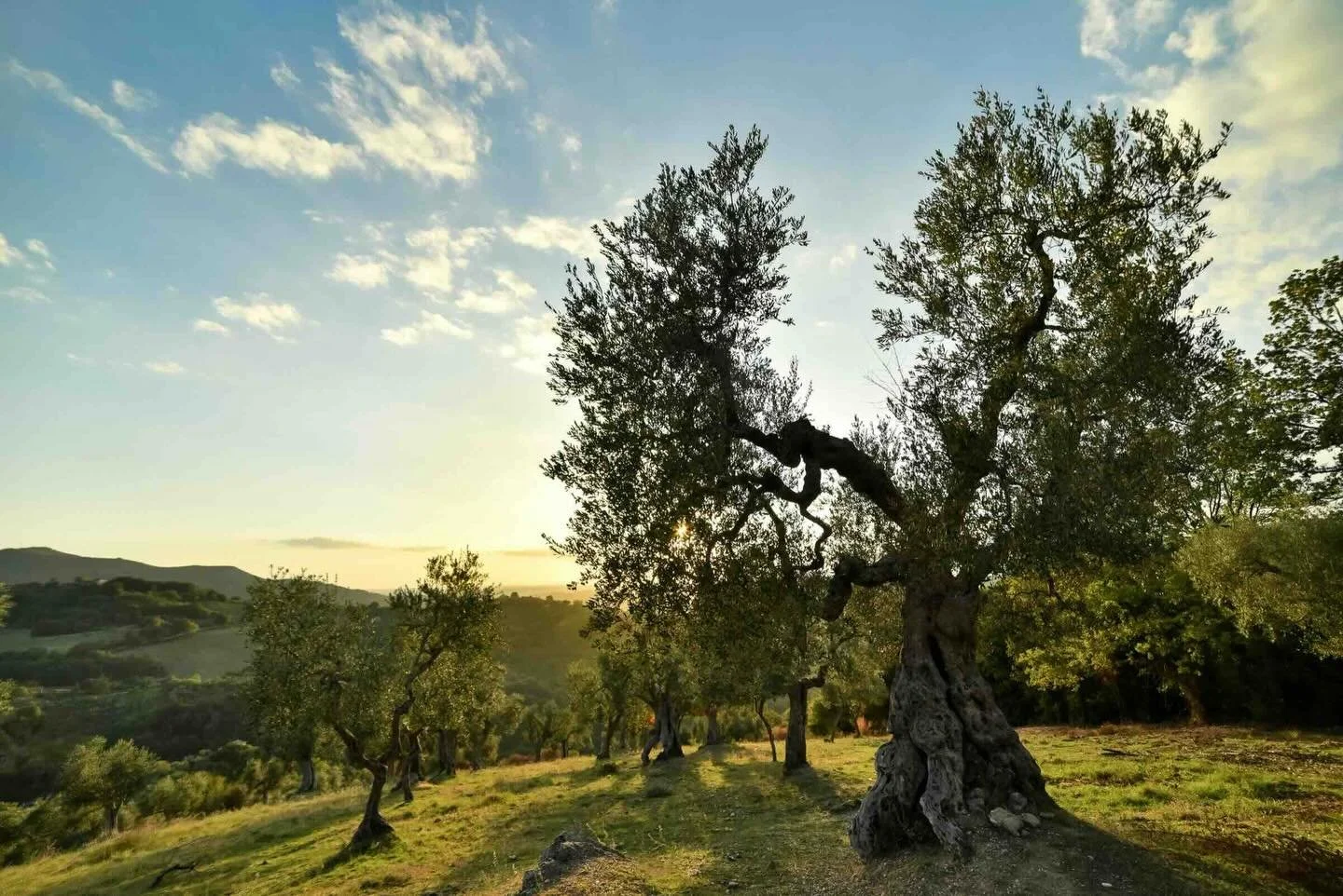 The Sabine Hills are famous for their olive oil. The landscape is a patchwork of olive groves, woods, pastures, vegetable gardens, vineyards and some more olive groves. In the restaurant we use our organic olive oil and it really is addictive! 

Phot