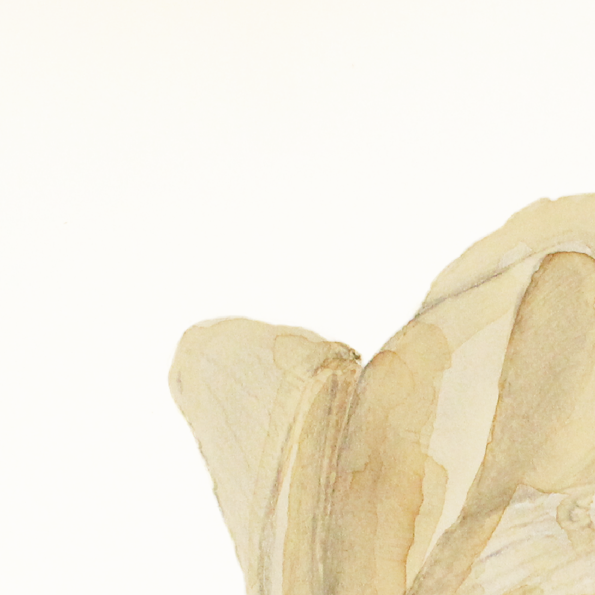Camelia-1-01.png