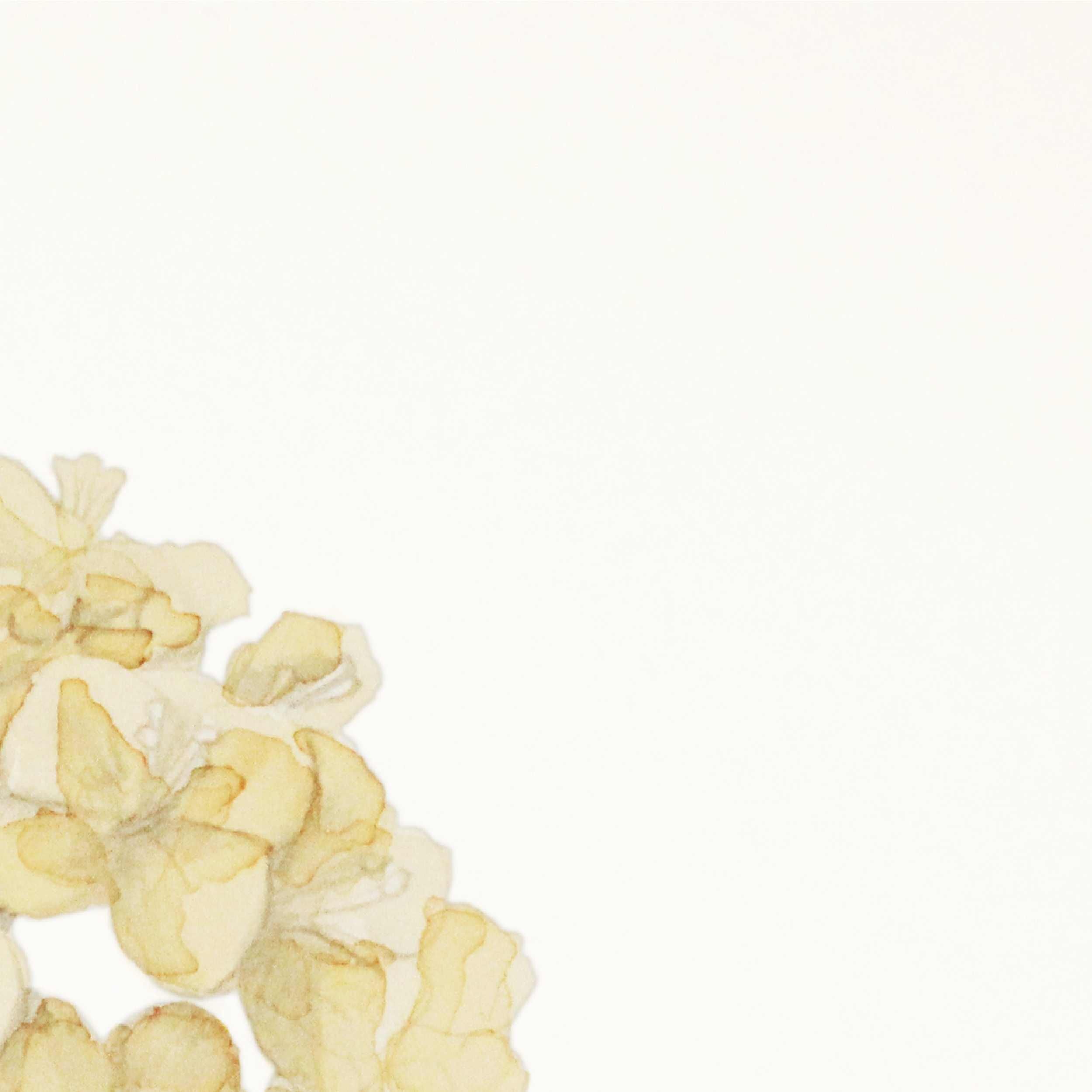 Canola-1-02.png