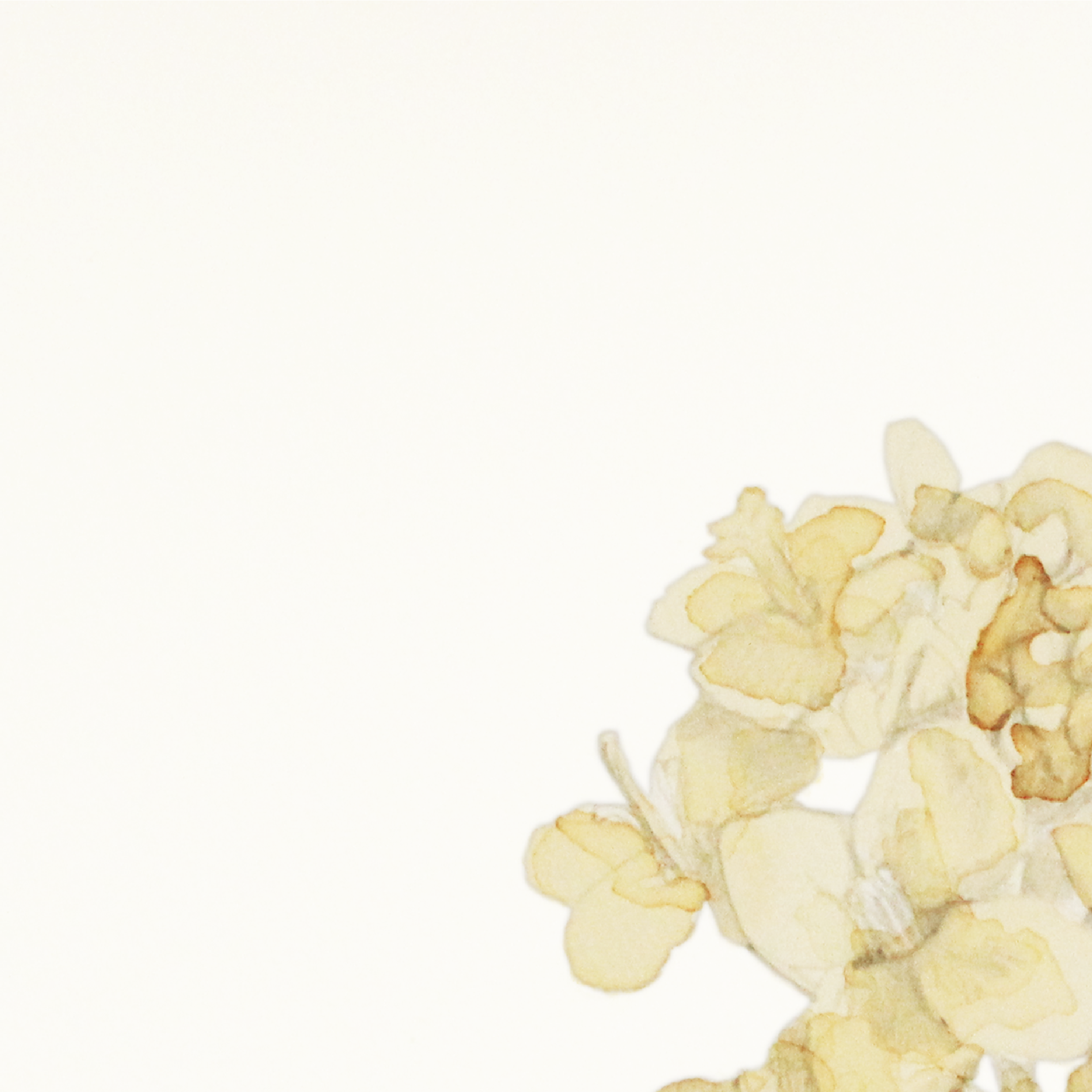 Canola-1-01.png