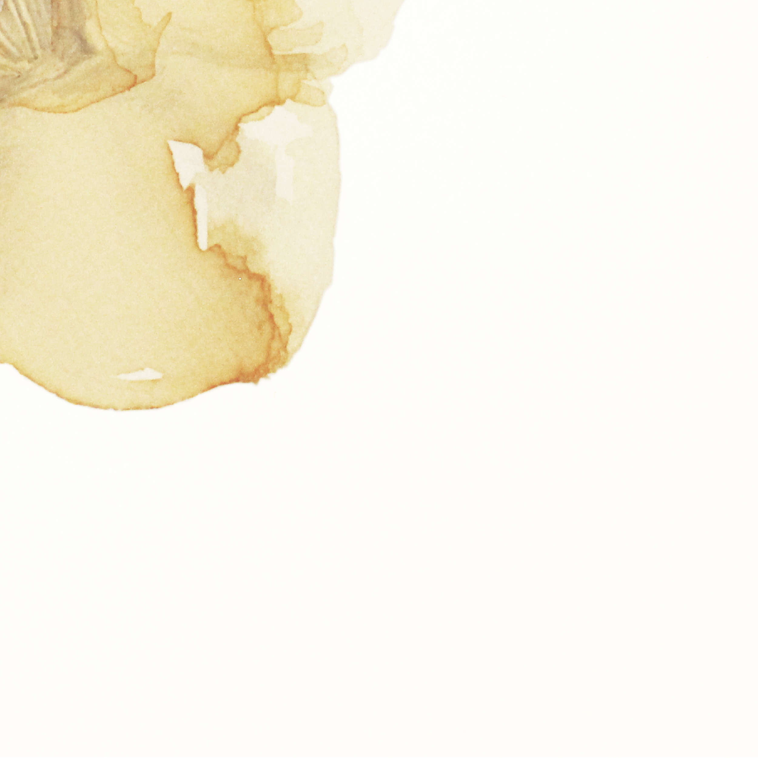 Cherry-04.png