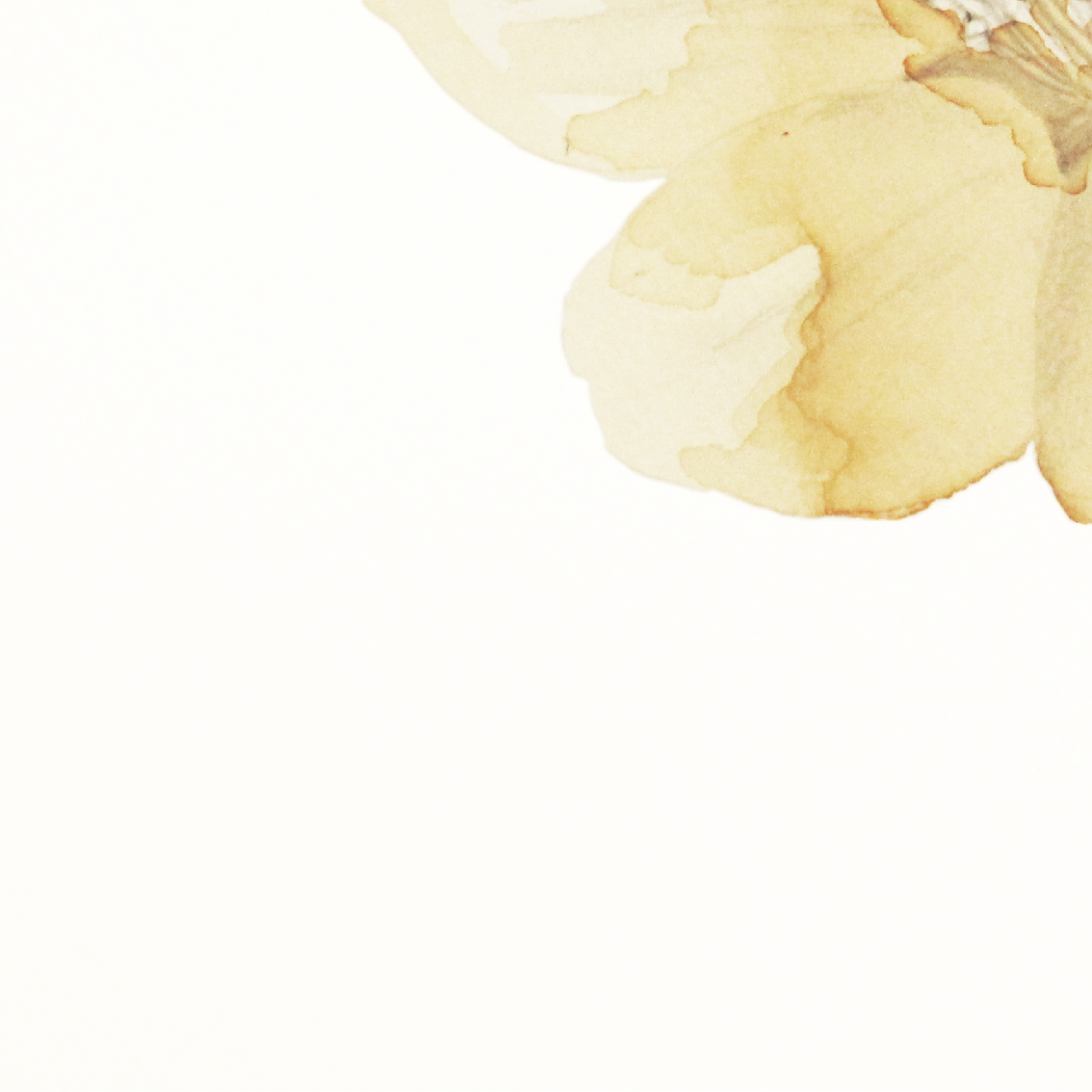 Cherry-03.png