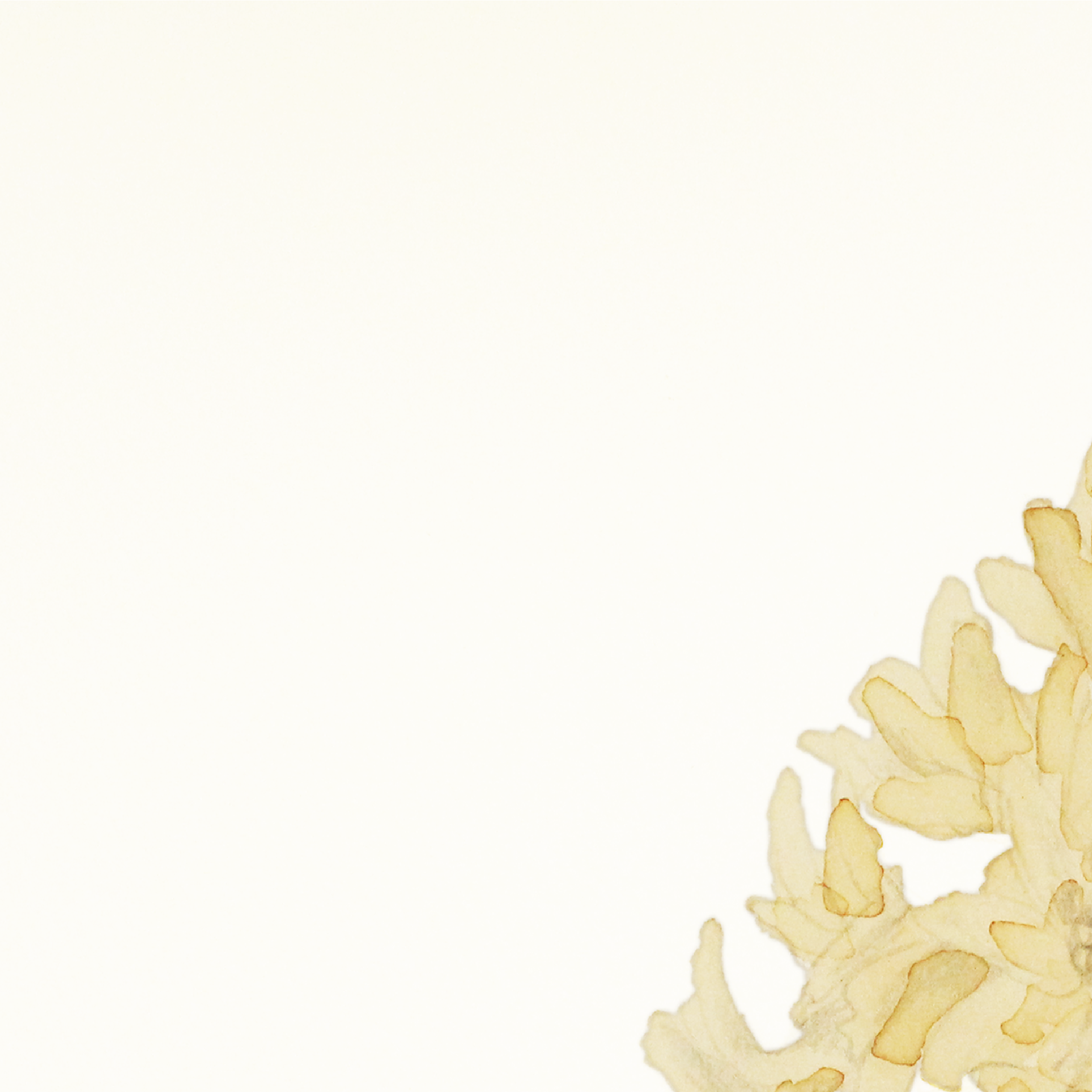 Hyacinth-01.png