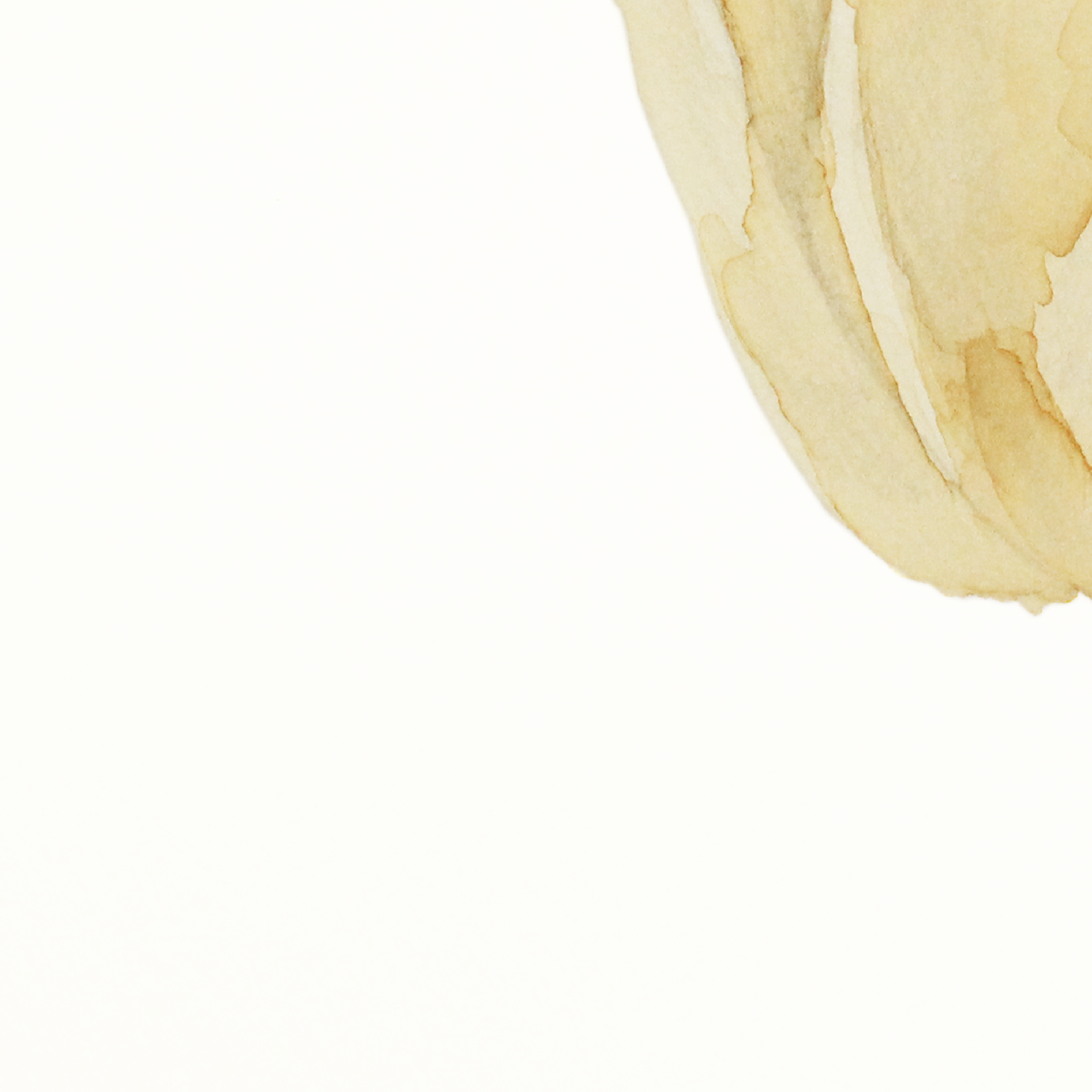 Tulip-1-03.png