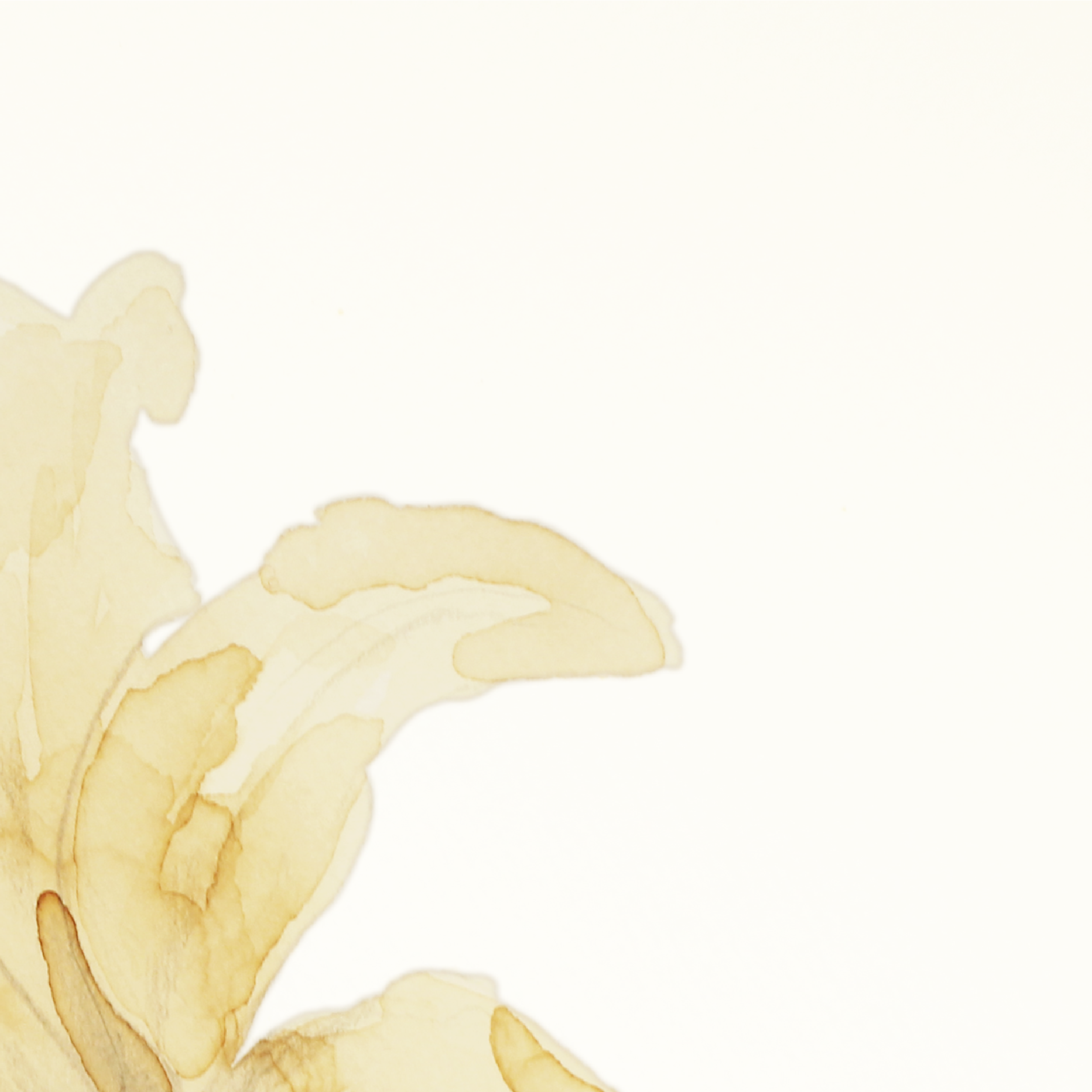 Lily-1-02.png