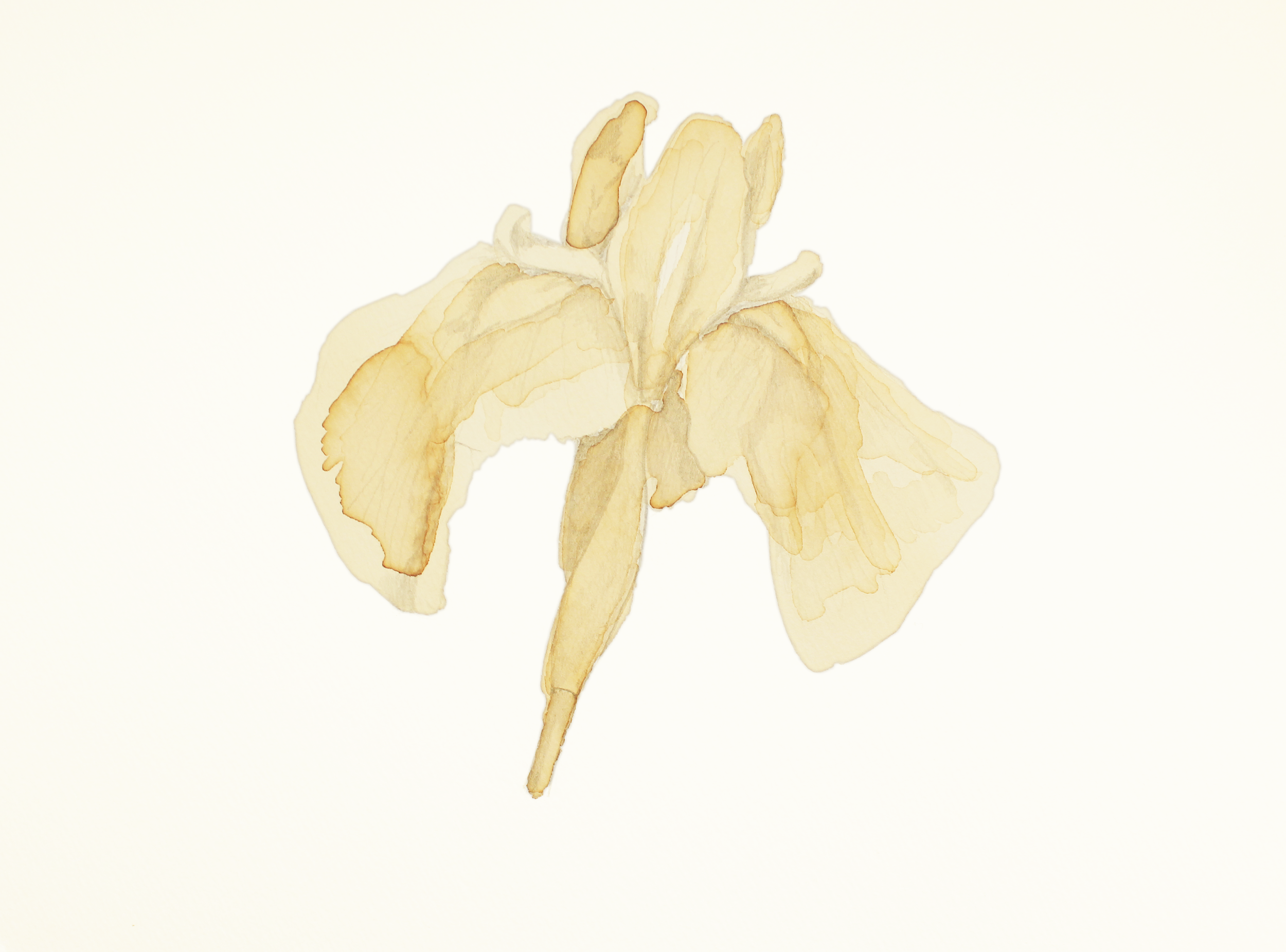 Iris.png
