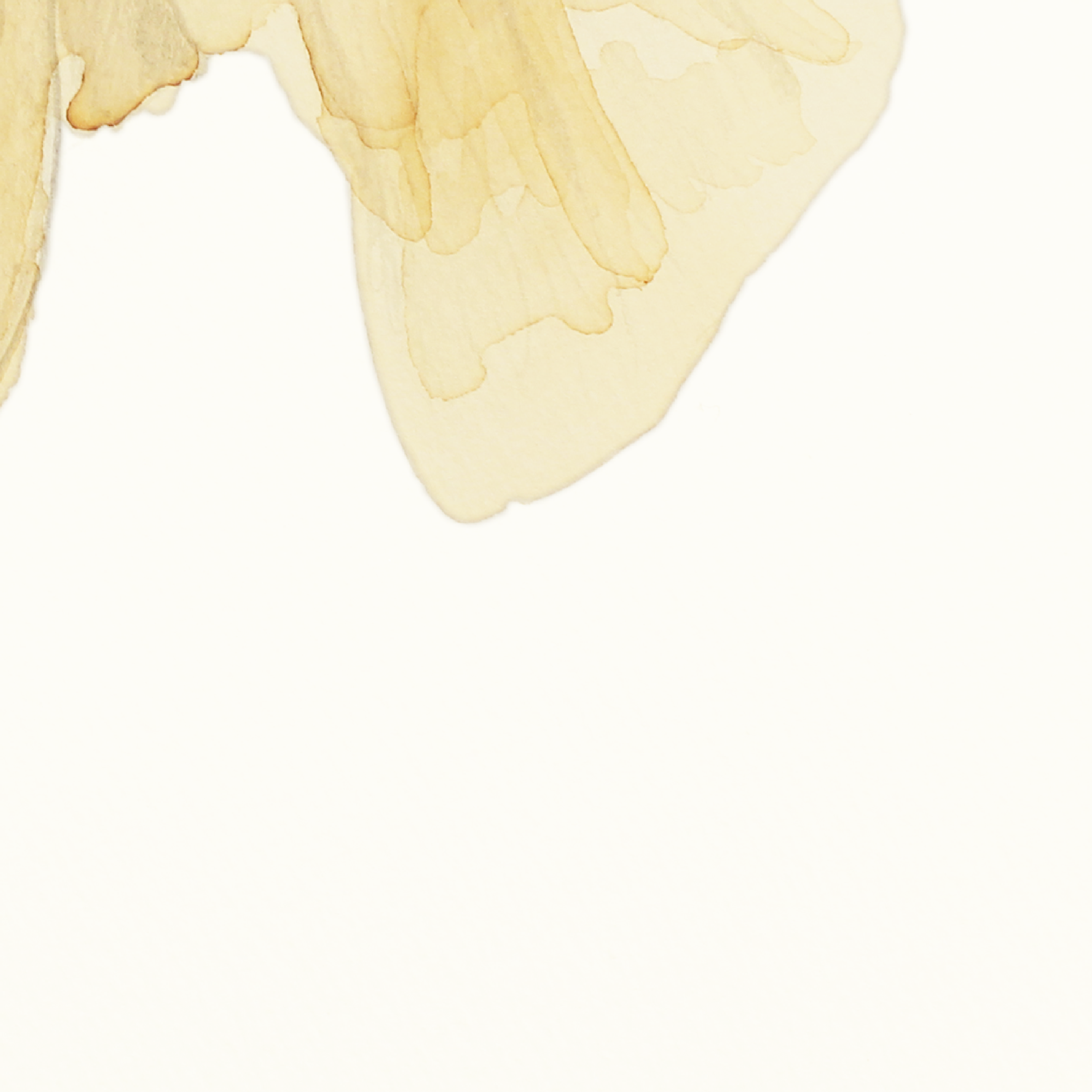 Iris-1-04.png