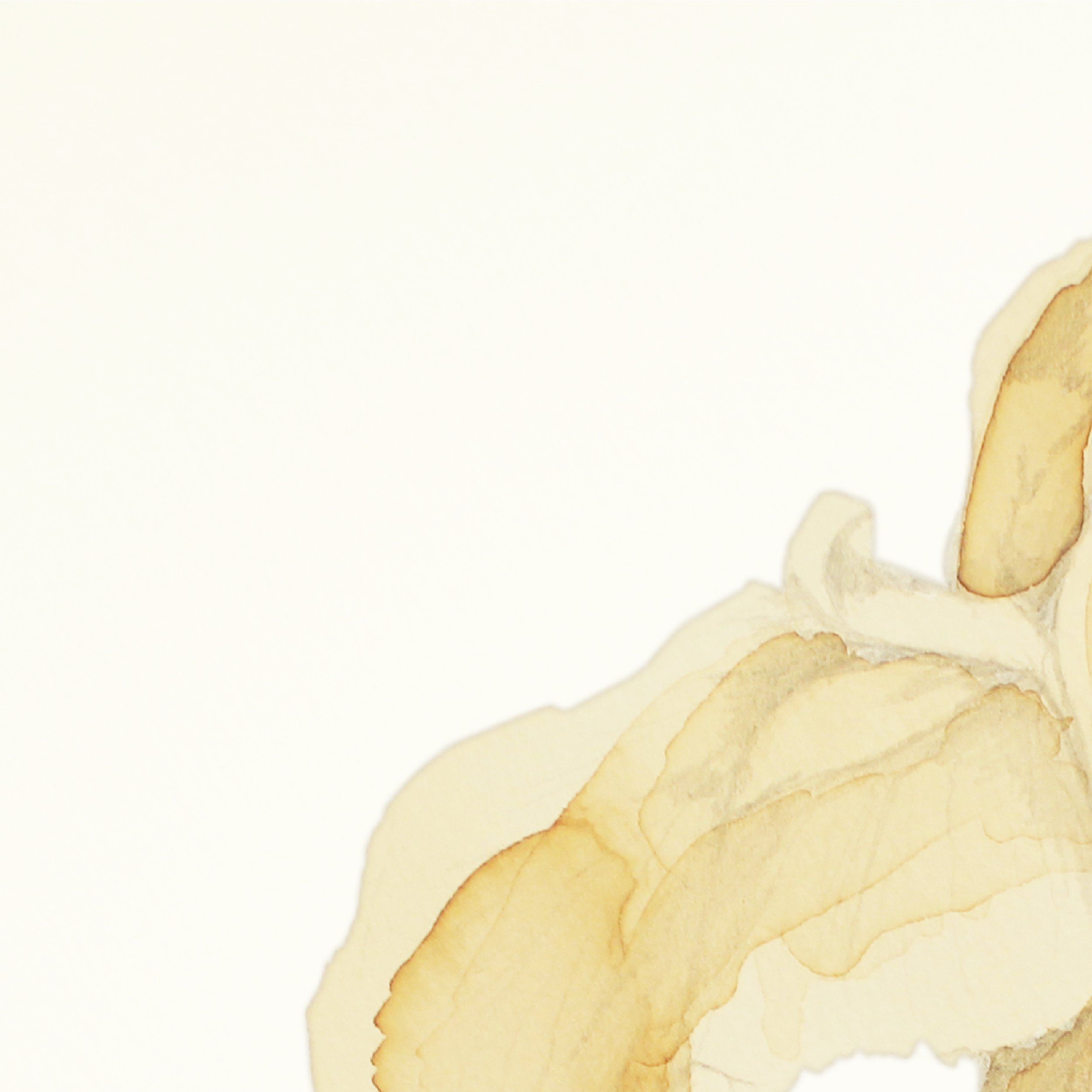 Iris-1-01.png