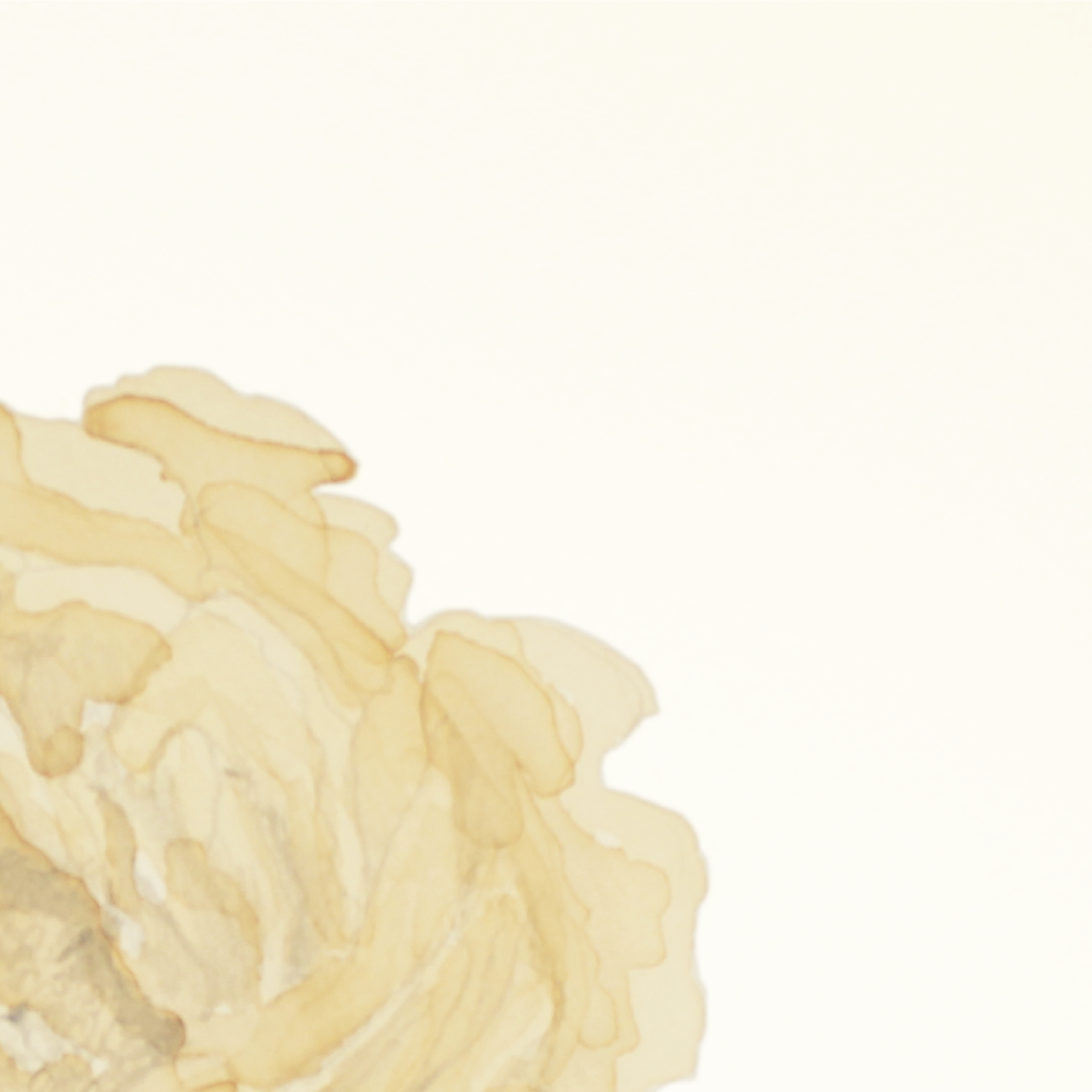 Peony-02.png