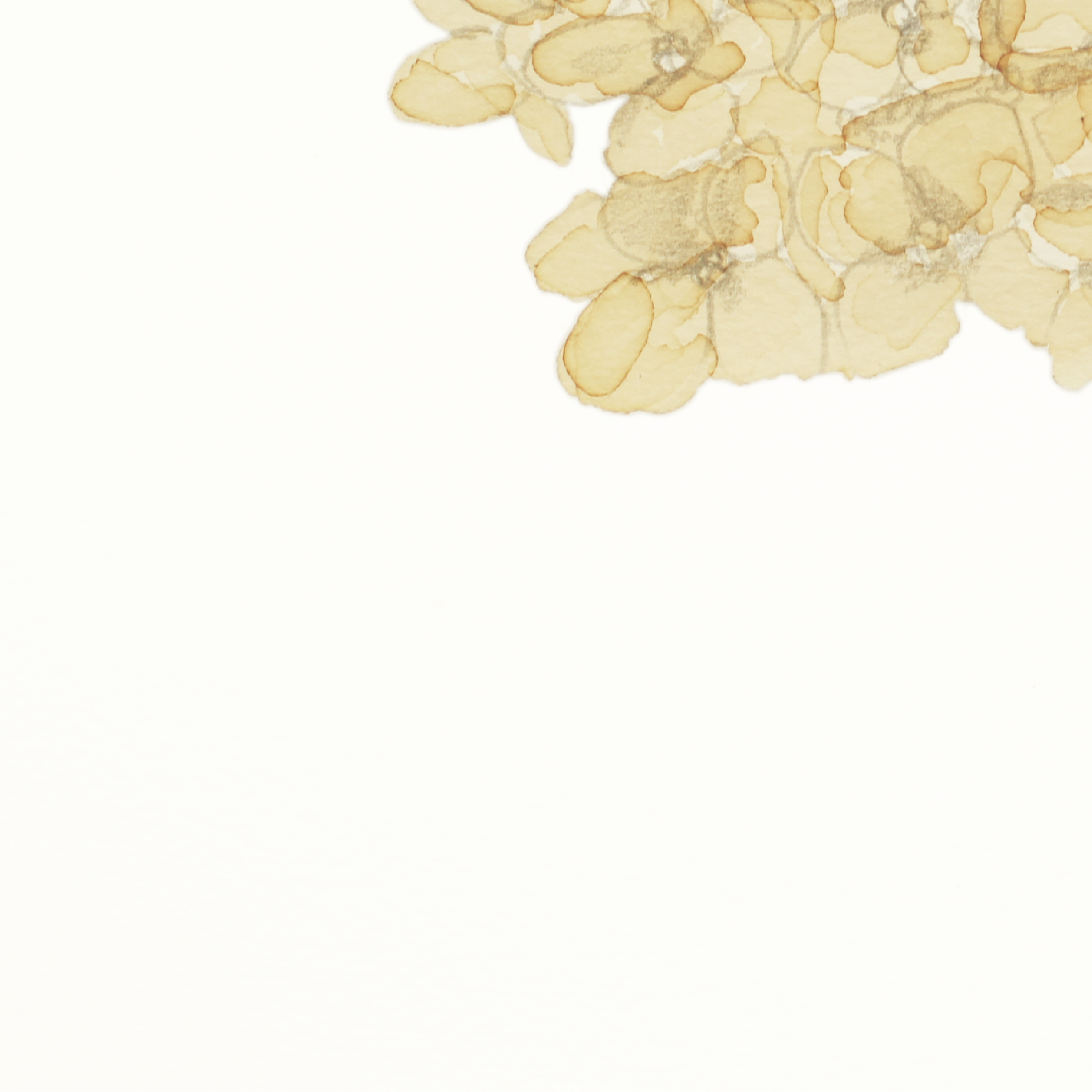 Hydrangea-1-03.png