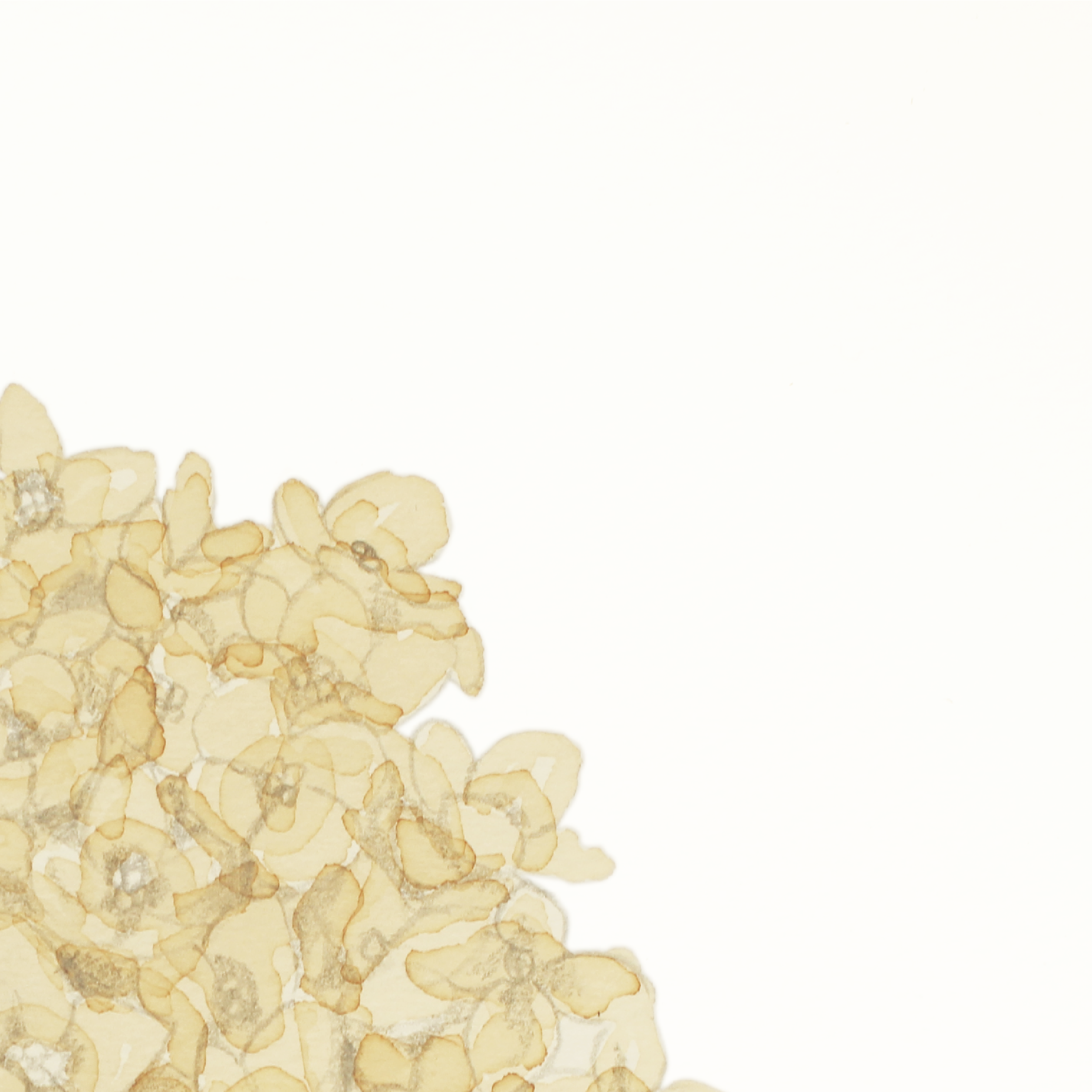 Hydrangea-1-02.png