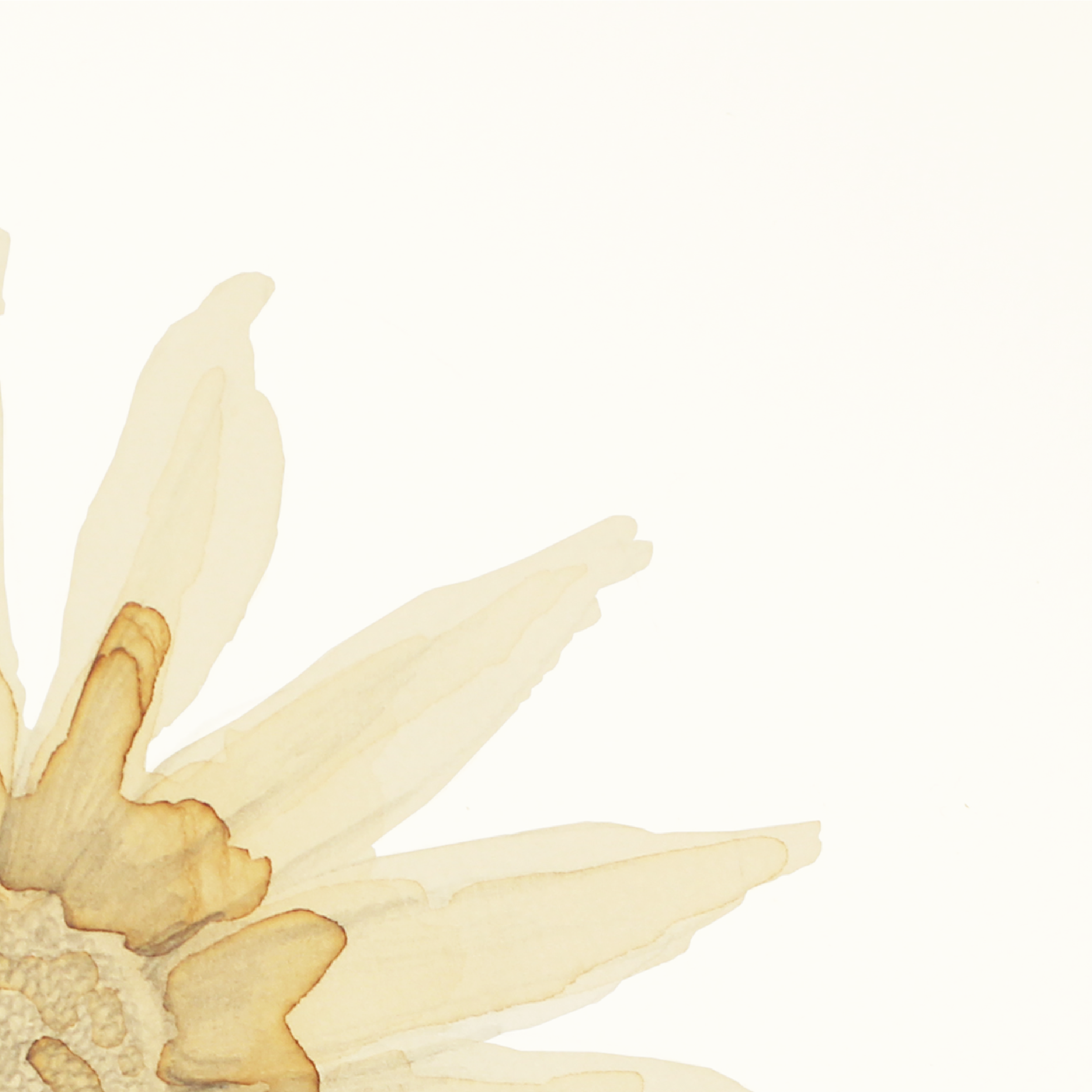 Sun flower-1-02.png