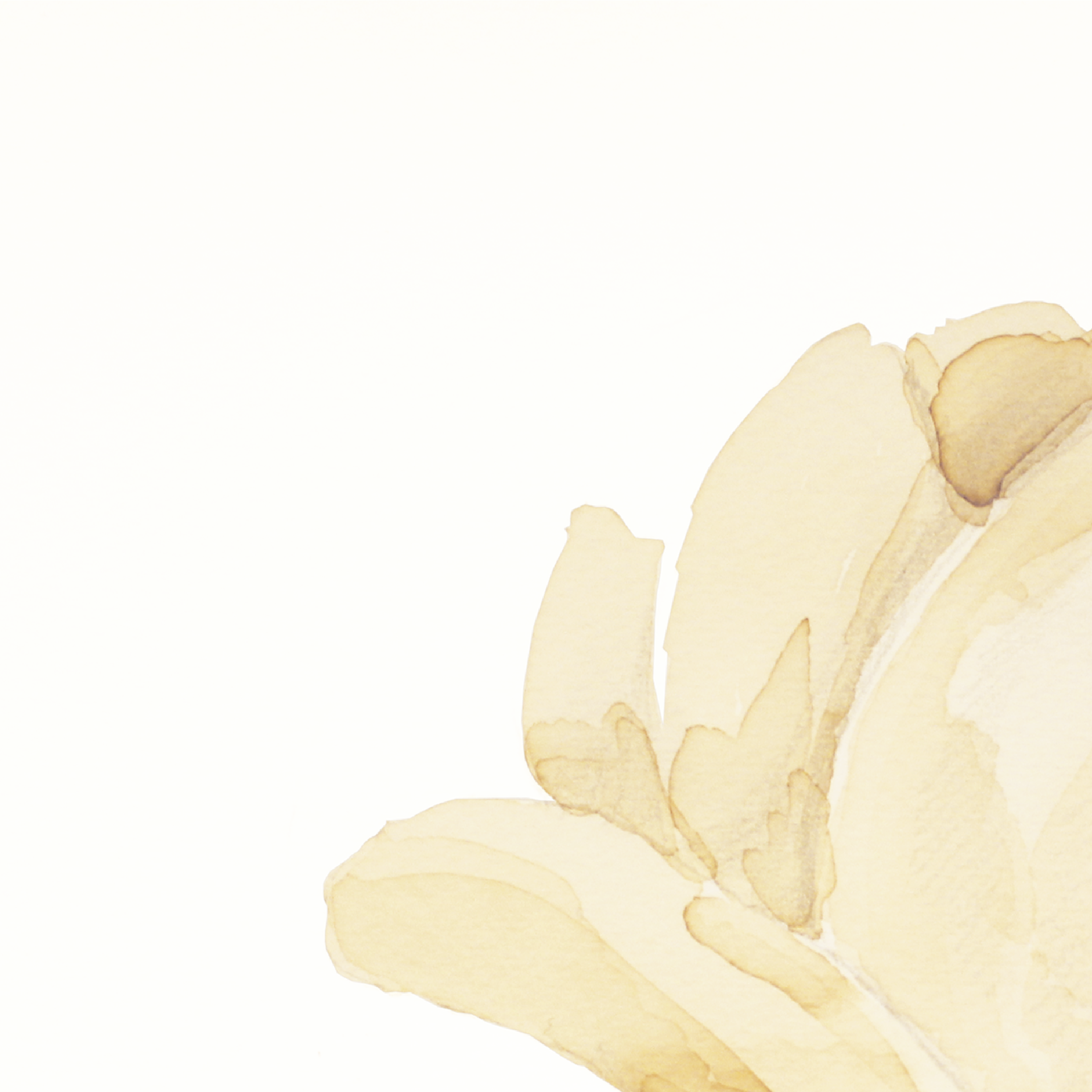 Magnolia-1-01.png