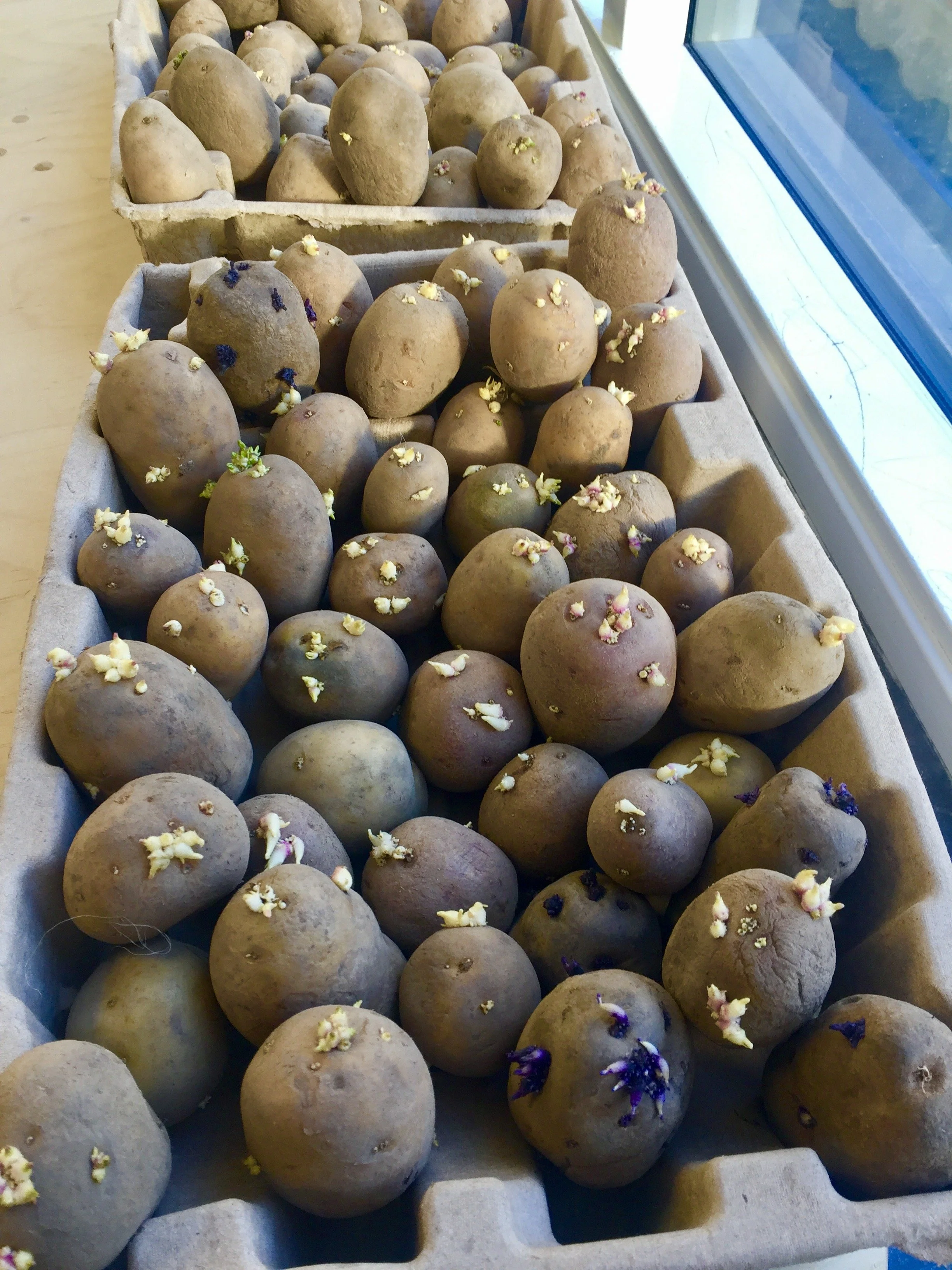 Kartoffelmark process_2.JPG