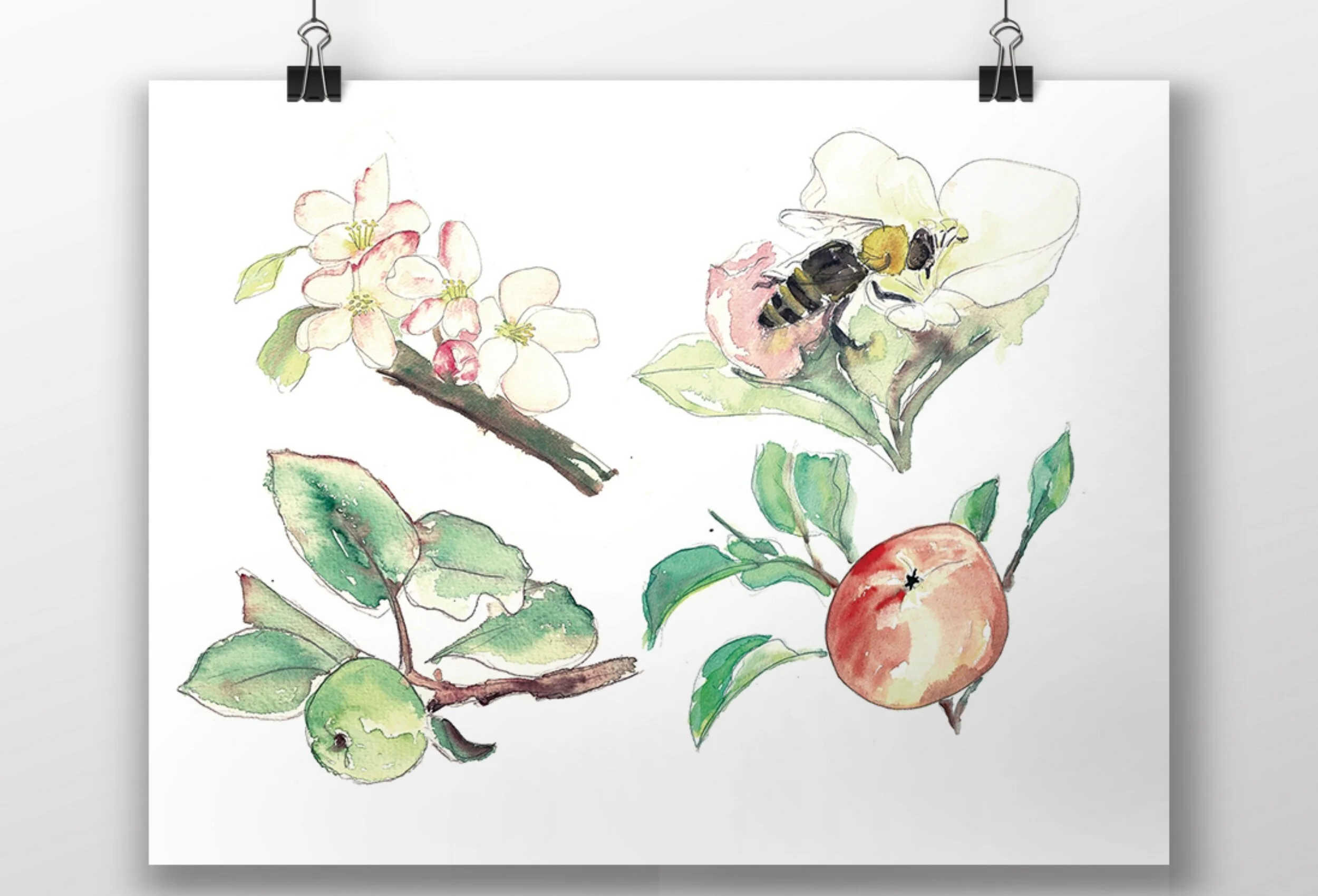 Apfel.jpg