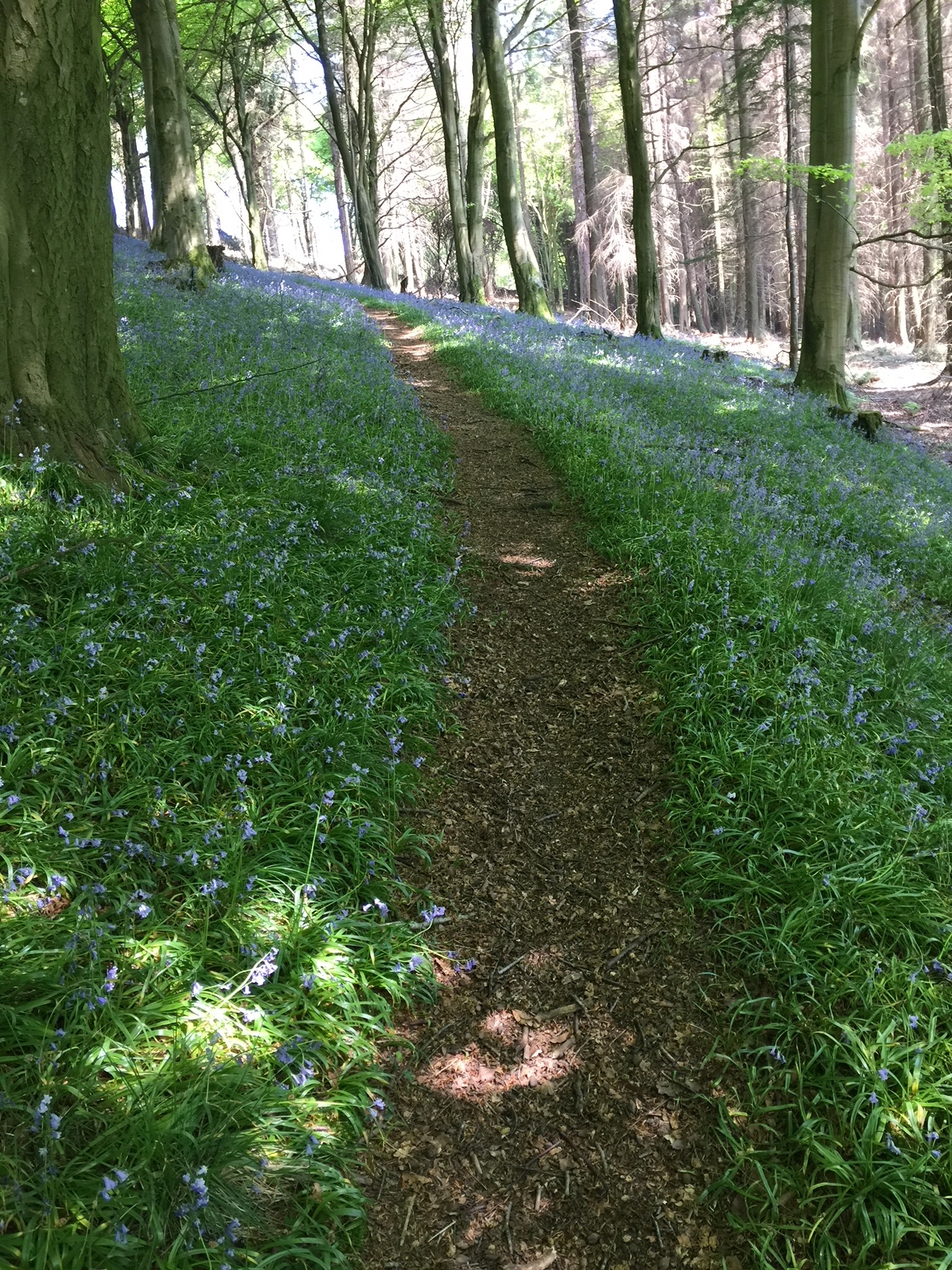 This is just off the last leg of our walk, you can see it from the path. The bluebells won't be around for much longer, sadly.&nbsp;Source: letsgoludlow.com