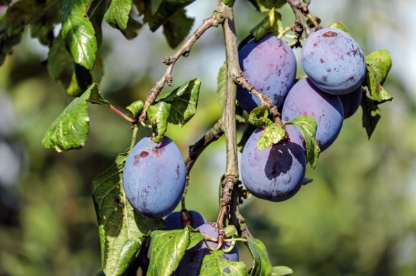 Nothing beats damsons, Shropshire prunes says Steve Benbow