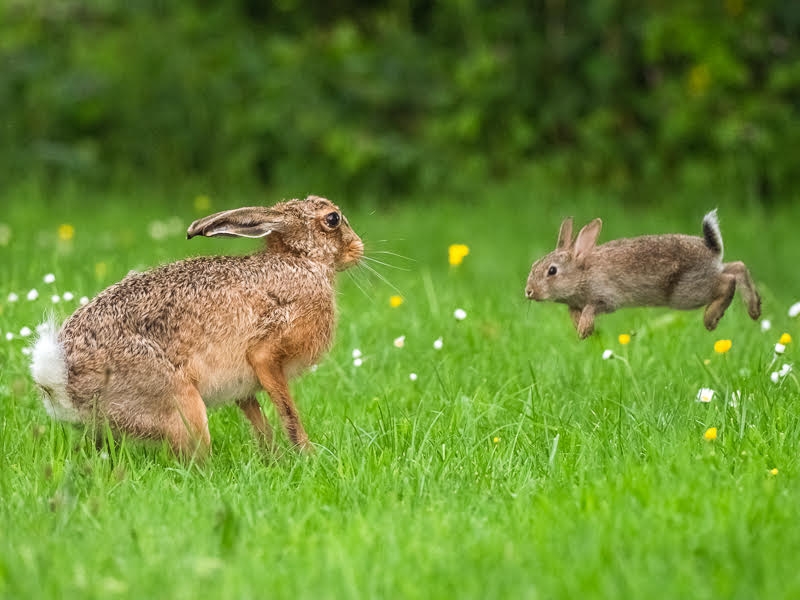 Hare and Rabbit stand off Photo: Andrew Fusek Peters