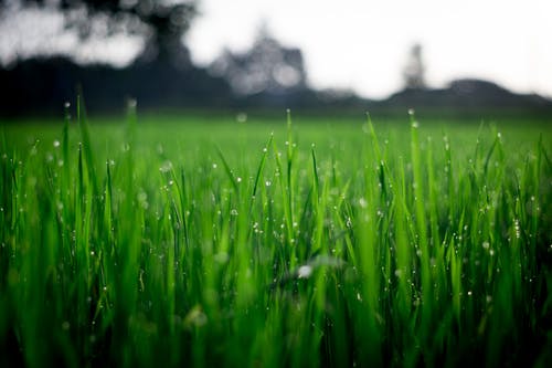 Get mowing in March