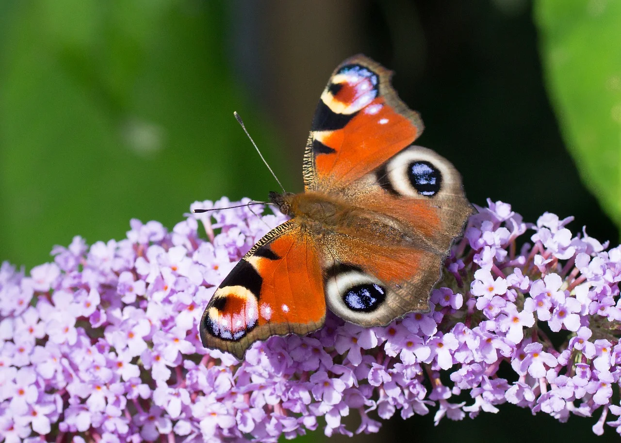 Prune back Buddleia…
