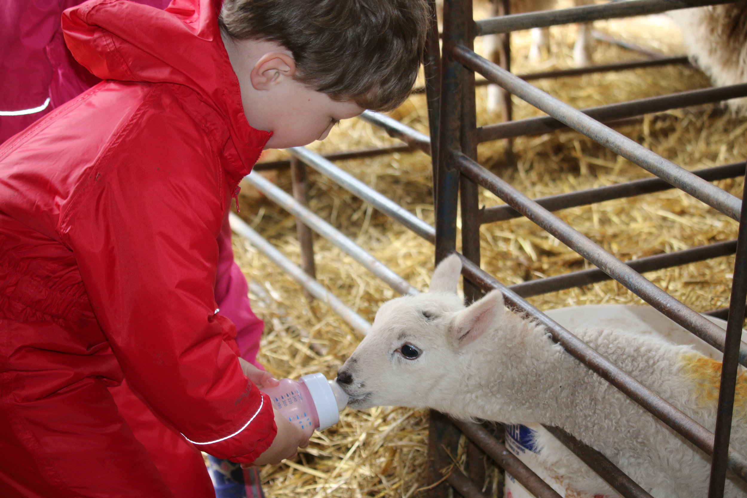 Bottle feeding lambs in Springtime