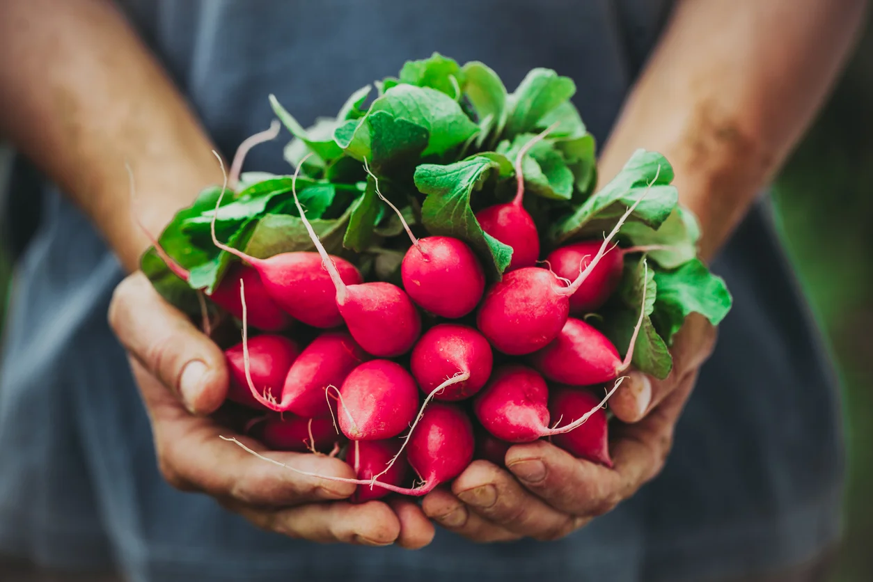 a bumper crop of homegrown radishes