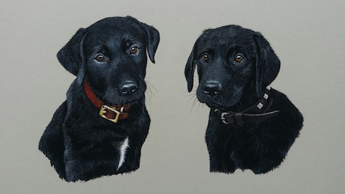 Pleasure of painting pets