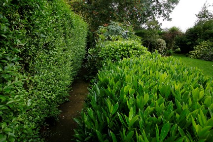 Top 5 evergreen shrubs by RHS