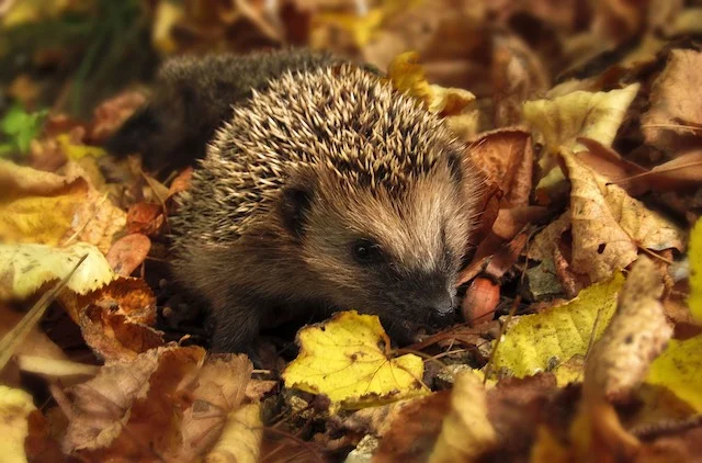 Let’s forage…