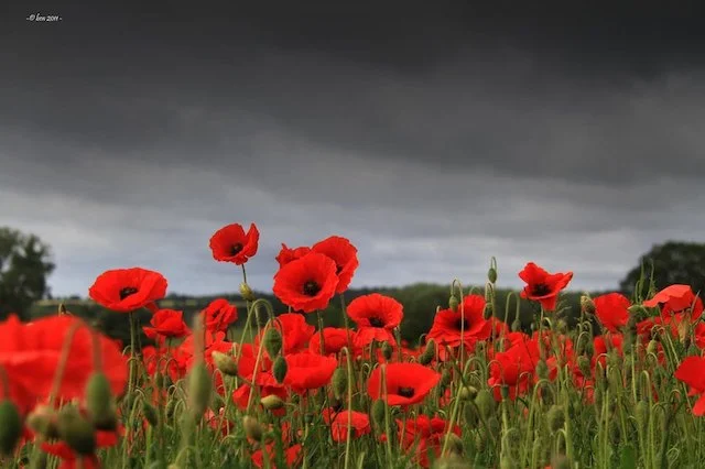 Remembrance Sunday