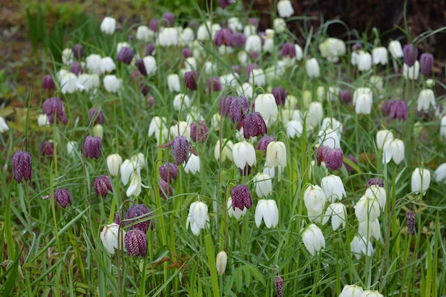 a flourish of fritillaries Photo: stockton bury