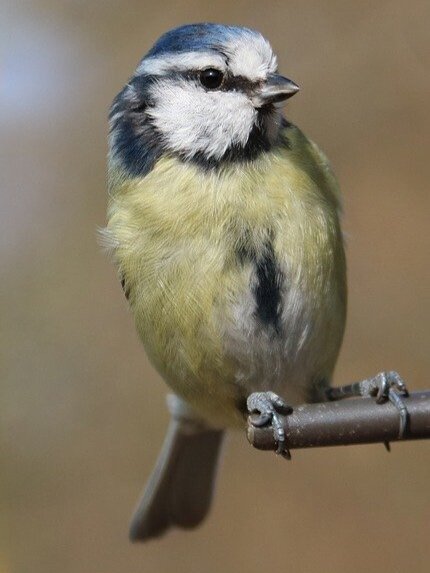 Who’s a good birdie? Blue tit on perch