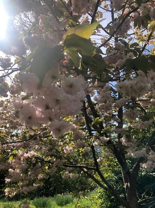 It’s lovely in Ludlow in Spring