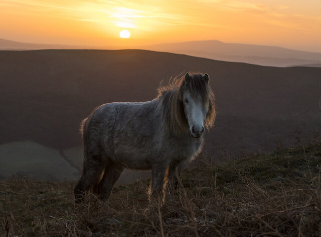 A wild pony on the Long Mynd Copryight: Shropshire & Beyond